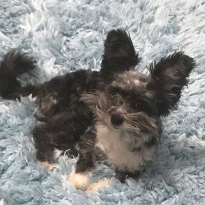 Meet your Posher, Hillary